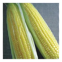 Comprar Sementes De Milho Super Doce Confeito - 100gr De Sementes