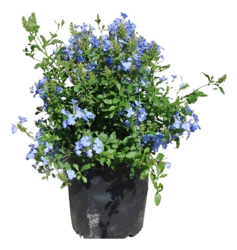 Jazmin Azul ( Planta ) Plumbago Auriculata 50 Cm Flor Jardin