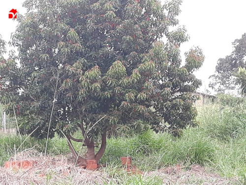 Imagem 6 de 10 de Lote - Zona Rural - Ref: 1345 - V-1345