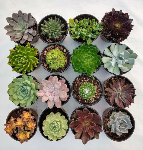 Imagen 1 de 10 de Echeverias 6 Pulgadas 4 Pzas Dhl
