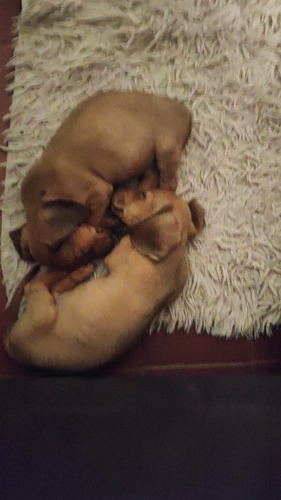 Mini Salchicha. Únicos 100%puros