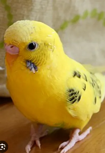 Periquito Australiano