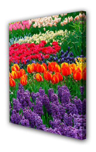 Cuadro 20x30cm Tulipan Flores Primavera M1