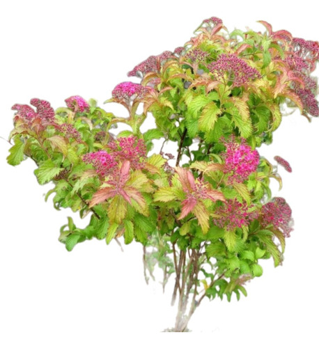 Espirea, Spiraea Japonica, Espirea Del Japón 10lts