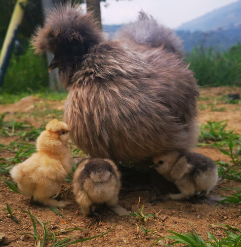 Cria Gallina Silky