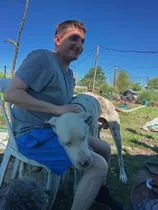 Comprar Gran Danés Cachorros Puros Padre Y Madre Por Nacer