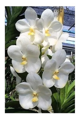 Muda Joven Orquidea Vanda Lindas Varias Cores Promocao