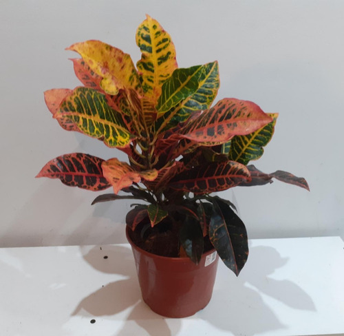 Imagen 3 de 3 de Croton Monalisa Planta Interior Exterior M19
