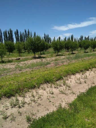 ¡excelente Inversion En San Rafael, Mendoza!