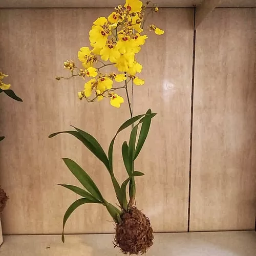 Orquídeas oncidium: tipos de espécies, como cuidar e muito mais