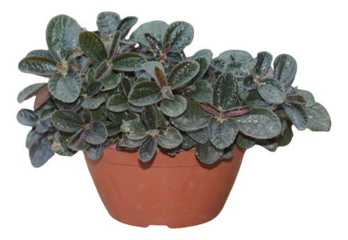 Planta Pilea Spruceana