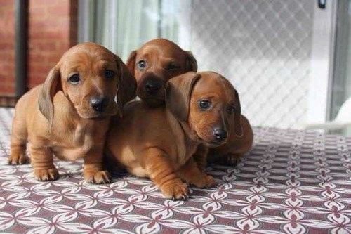 Cachorros Salchichas, Dachshund 