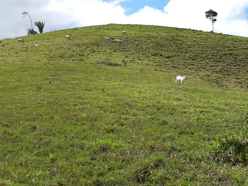 Imagem 9 de 15 de Fazenda Para Venda Em União Dos Palmares, Zona Rural - In - 0010_1-2015625