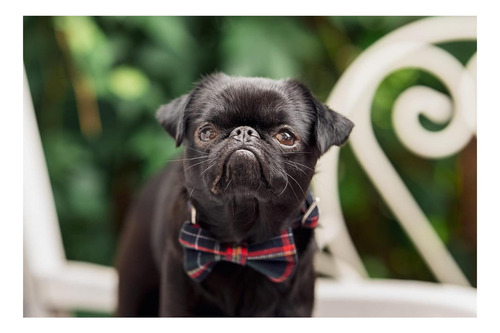 Collar De Perros De Tartán De Tartán Escocés Con Corbata De