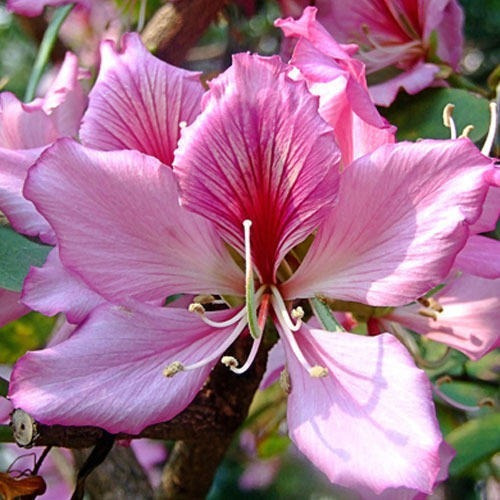 Bauhinia Variegata 10 Semillas Arbol Orquidea Purpura Sdqro2