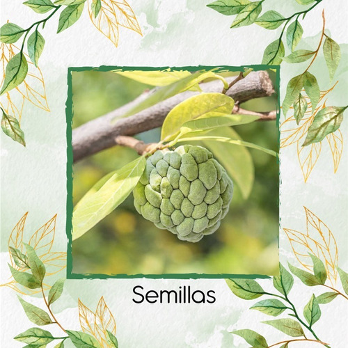 24 Semillas De Fruta Annona Squamosa