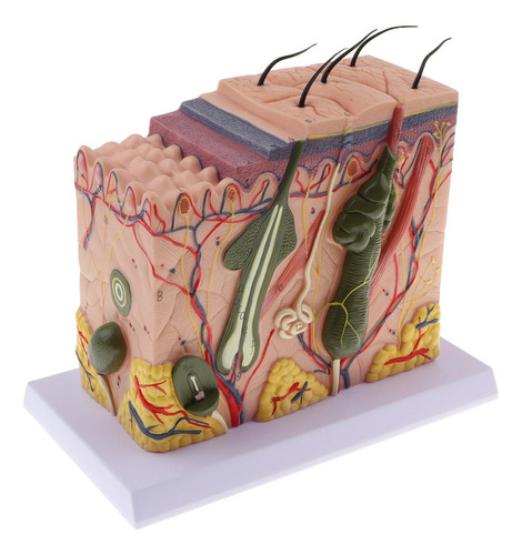 Modelo Anatómico De Piel Humana Magnificación 70x Cn