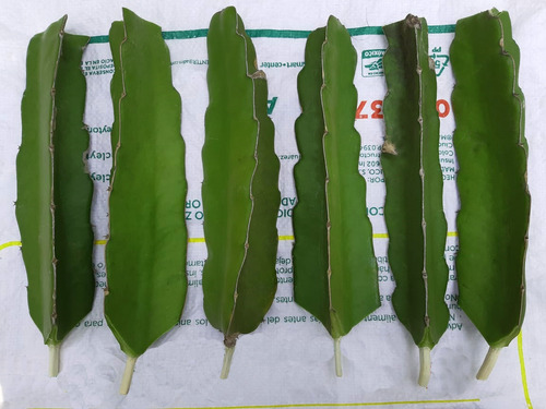 Esquejes Pitahaya 25p-fiusha 25p-blanca 25p-roja 25 Amarilla