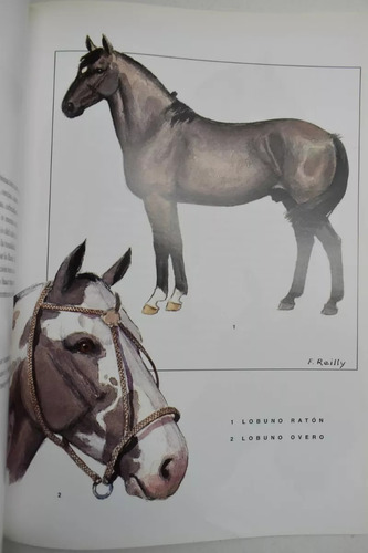 Assuncao: El Caballo Criollo