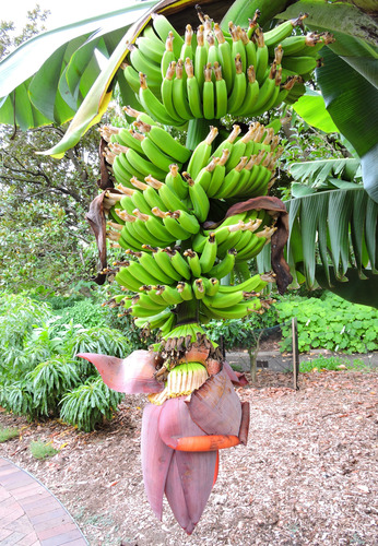 Bananero Musa Acuminata, ( Cavendish Banana) ! Super Plantas