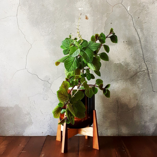 Plectranthus Ciliatus Little Terrario 16 The Little Yisus