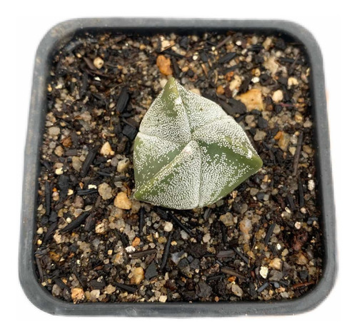 Astrophytum Tricostatum 3 Quinas Myriostigma Raro 2 Anos