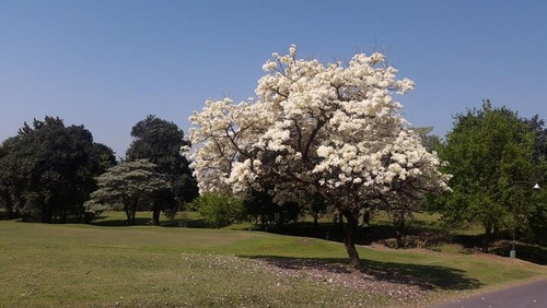 Árbol Lapacho Blanco Entre 1.80 Y 2 Mts Envío A Todo El País