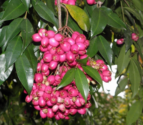 Semilla Eugenias Cercas Vivas 1000 Unidades