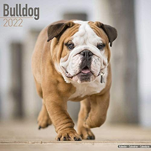 Libro: Calendario English Bulldog Calendarios De Razas De De