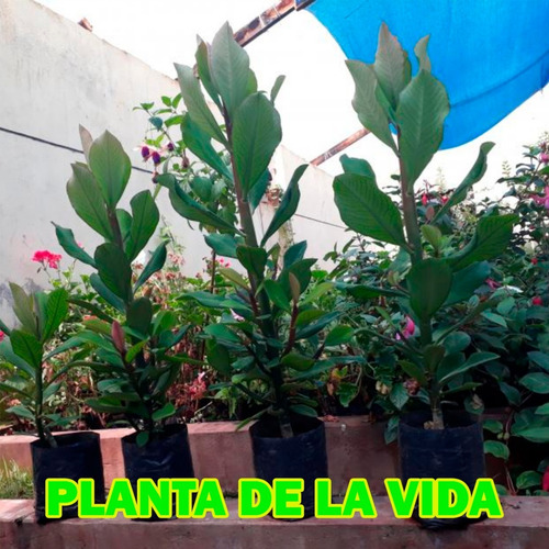 Imagen 3 de 3 de Planta De La Vida O Lechero Africano Original