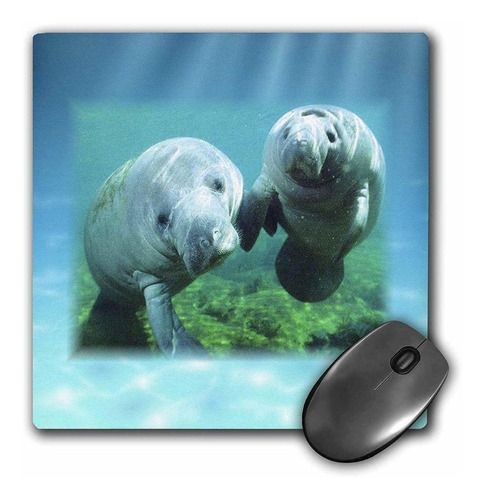 3drose Llc 8 x 8 x 0.25 inches Mouse Pad, 2 manatíes Look