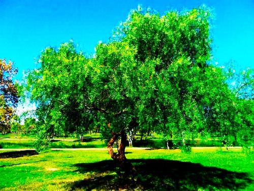 Semillas De Anacahuita (schinus Molle)