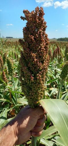 Sorgo Grano. Bolsa De 40 Kgs