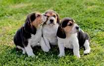 Comprar Beagle Cachorritos !!!! Pureza Real