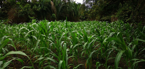 Imagen 11 de 30 de Se Vende Finca Barata Para Ganadería, Agricultura, Piscicultura, Porcicultura, Turismo, Vacacional Para Un Descanso Total Con Mucha Seguridad Y Sin Grupos Al Margen De La Ley. Tierras Productivas