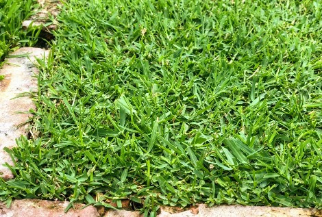 Imagen 5 de 8 de Semillas Grama Bermuda Grass, Gramilla 4 Estaciones X 1 Kg