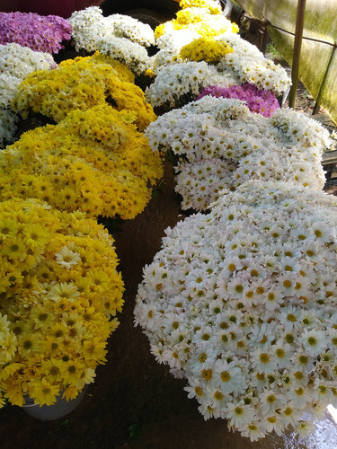 Flores Naturales Recién Cortadas