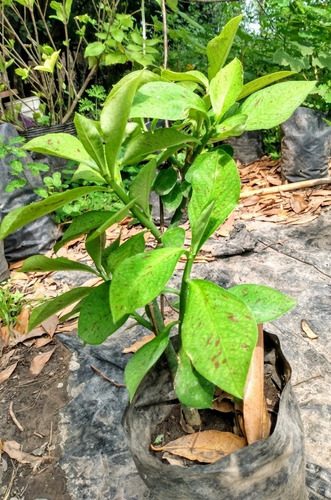 Lechero Africano , Synadenium Grantii Hook