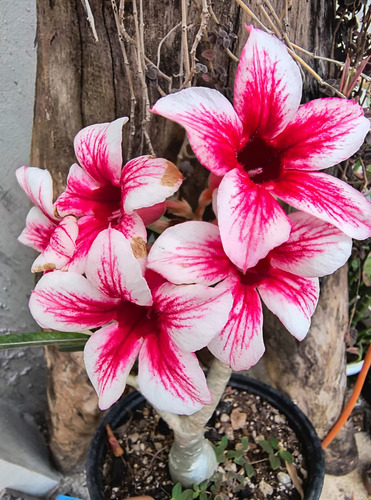 Flor Del Desierto  Angel Star 