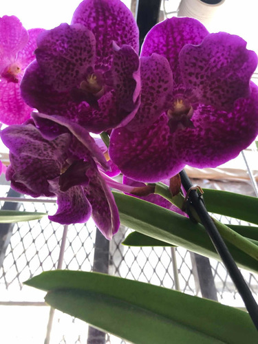 Imagen 9 de 10 de Orquídeas Vanda, Flor Muy Grande , Colores Exóticos A $1,200