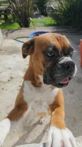 Comprar Raza Boxer  El Cachorro Ideal Para El Hogar .