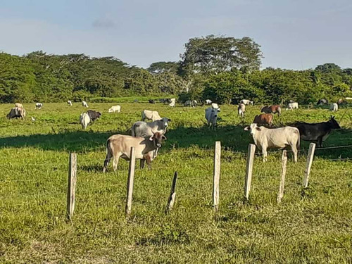 Tierras Privadas En Cojedes, Aptas Para La Cría De Búfalo. Vegas.