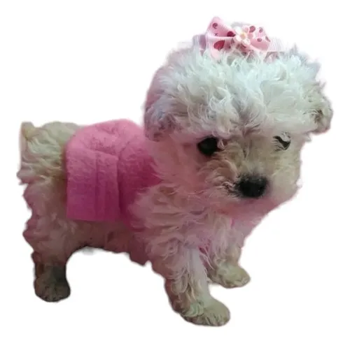 Caniche Toy Hembra Blanca Nieve 60dias, Papa Microtoy