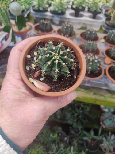 1 Muda De Cacto Echinopsis Tubiflora Lindo E Saudável Pt 8