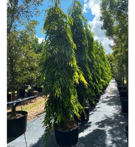 Pino Hindu, Polyalthia Longifolia, Pregunte Costo De Envio