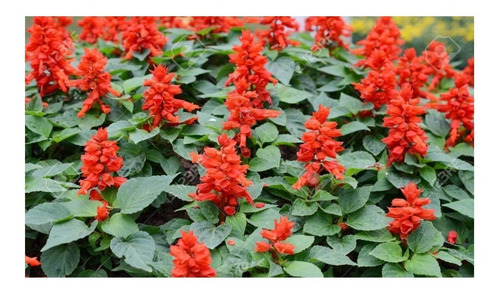 Semillas Salvia Rojo Fuego De San Juan - Salvia Coral -