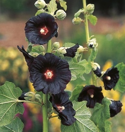 15 Sementes Malva Negra Alcea Rosea Nigra Preta Flor P Mudas
