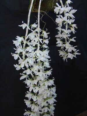 Orquidea Dendrobium Anosmum Albo * Adulta * | Parcelamento sem juros