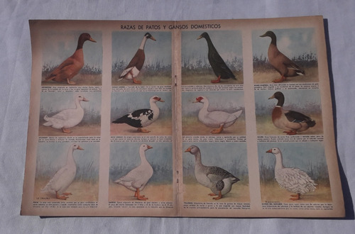 Lamina Antigua De Revista * Billiken * Patos Y Gansos Argent (Usado)