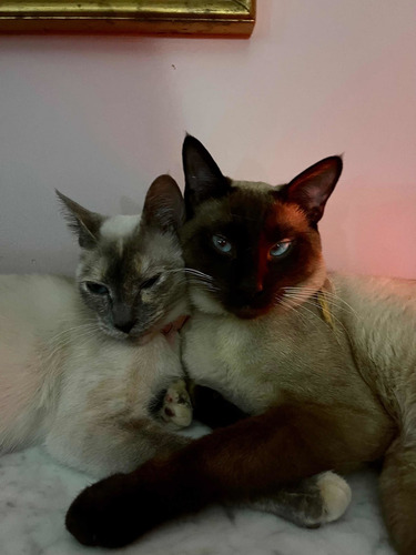 Imagen 4 de 4 de Gatitos Siameses Mama Blue Point- Papa Seal Point, 25 Julio
